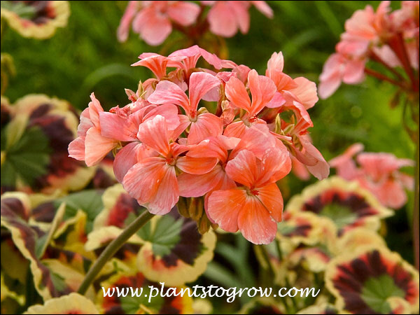 Geranium Mrs Cox (pelargonium hortum)